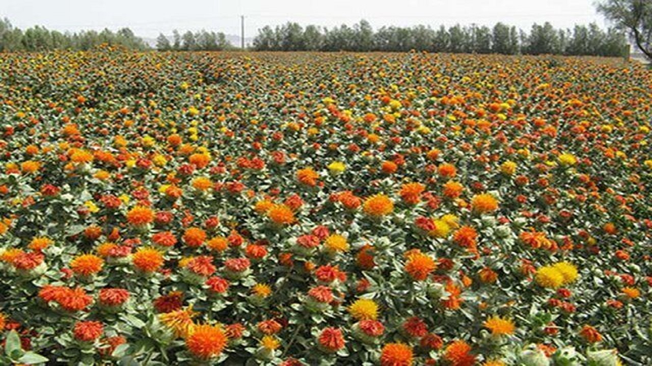 روزهای پایانی برداشت گلرنگ در شهرستان بمپور