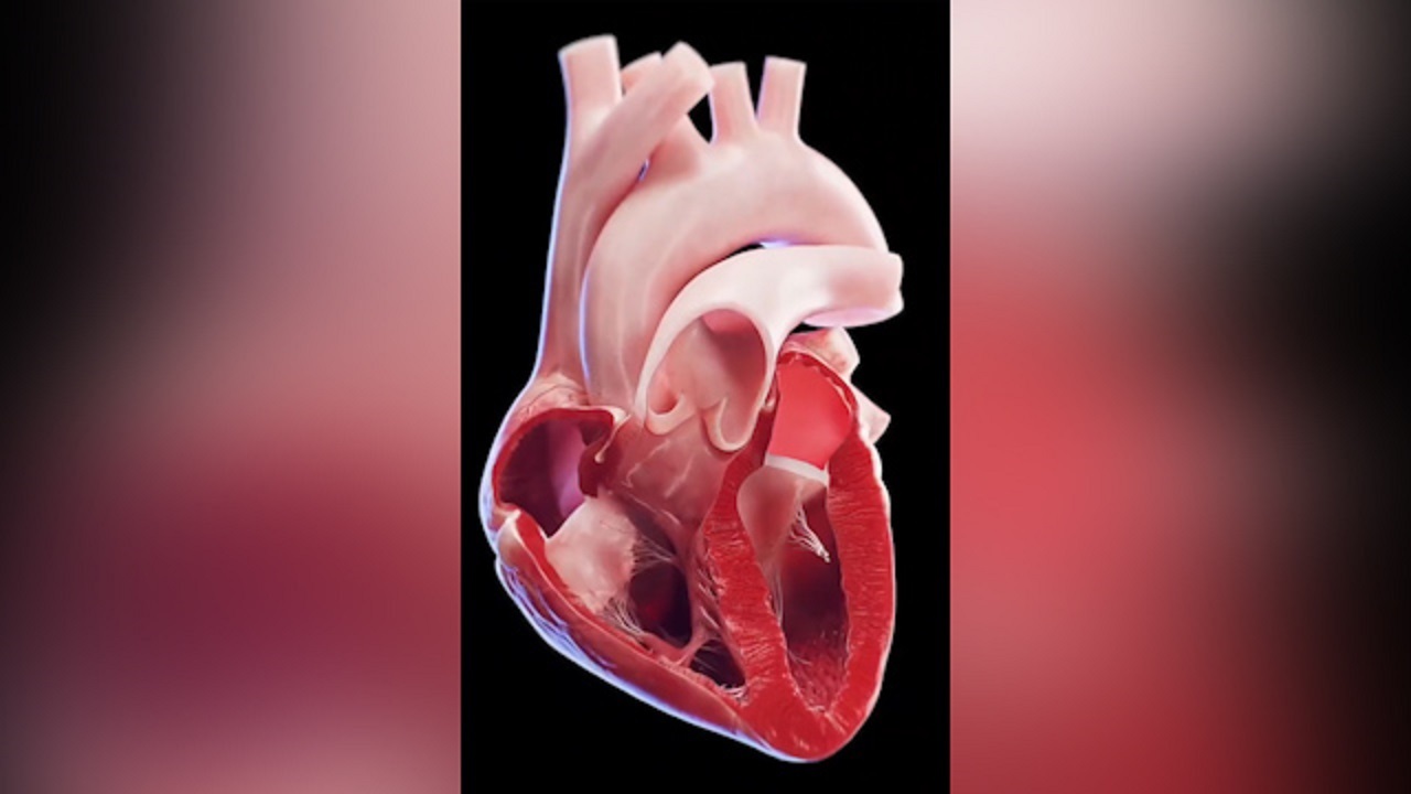 نحوه عملکرد قلب از نمای نزدیک + فیلم