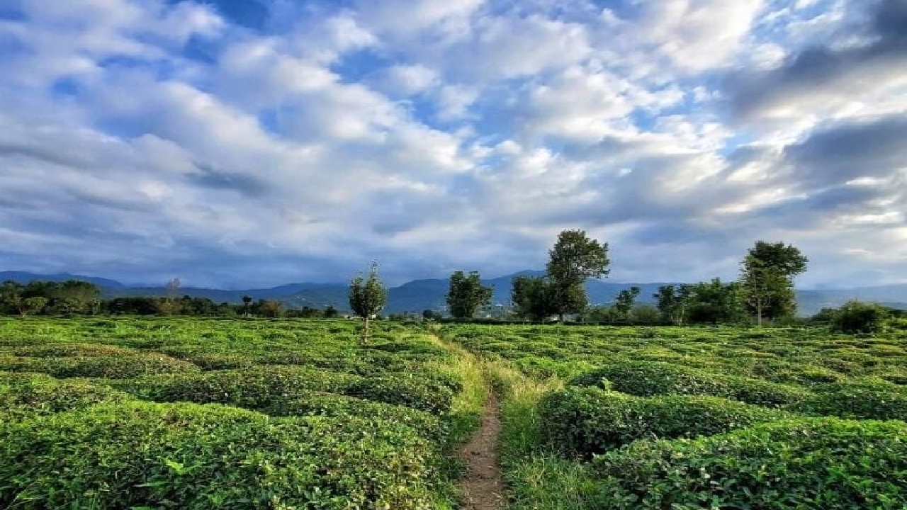 کاهش ۵۰ درصدی واردات چای در سال گذشته