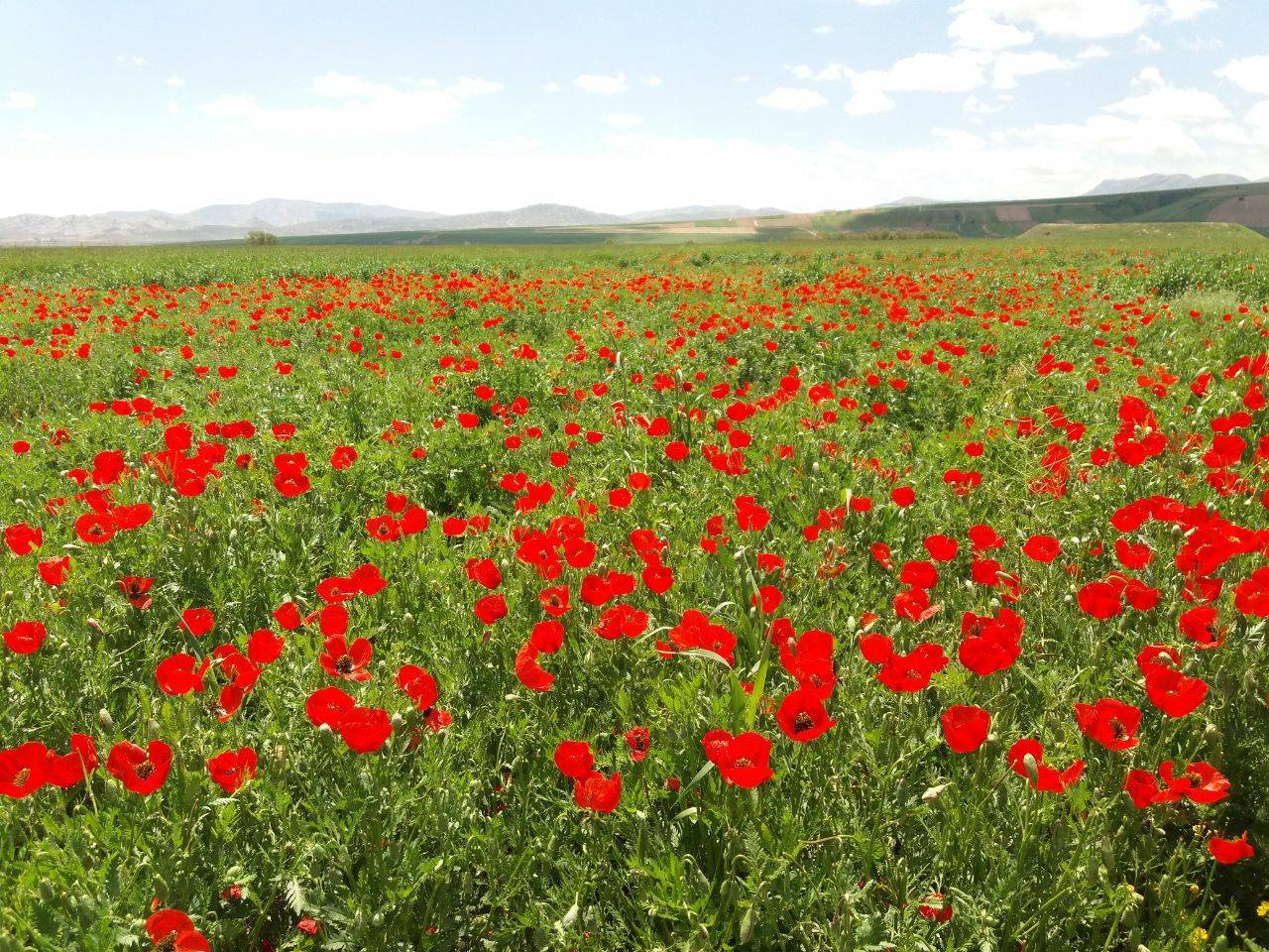 گل شقایق در منطقه کالپوش