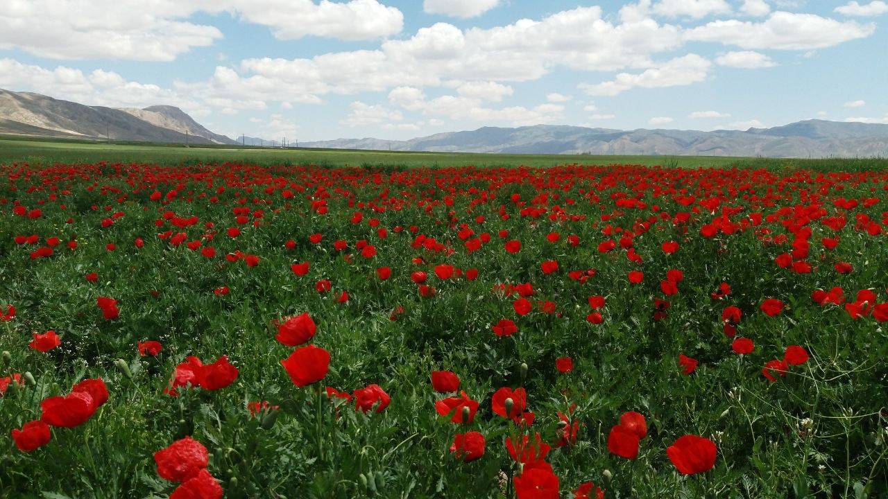 رویش گل های شقایق در منطقه کالپوش