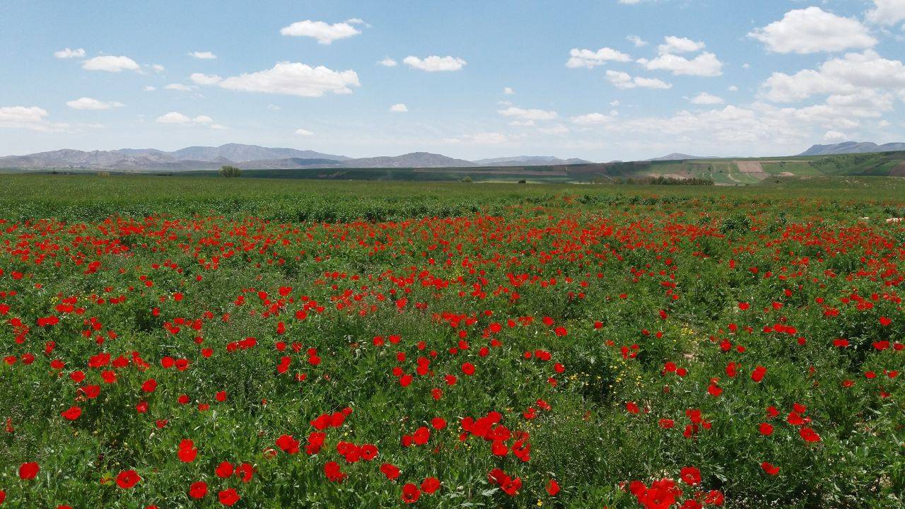 دشت گل های شقایق در منطقه کالپوش شقایق