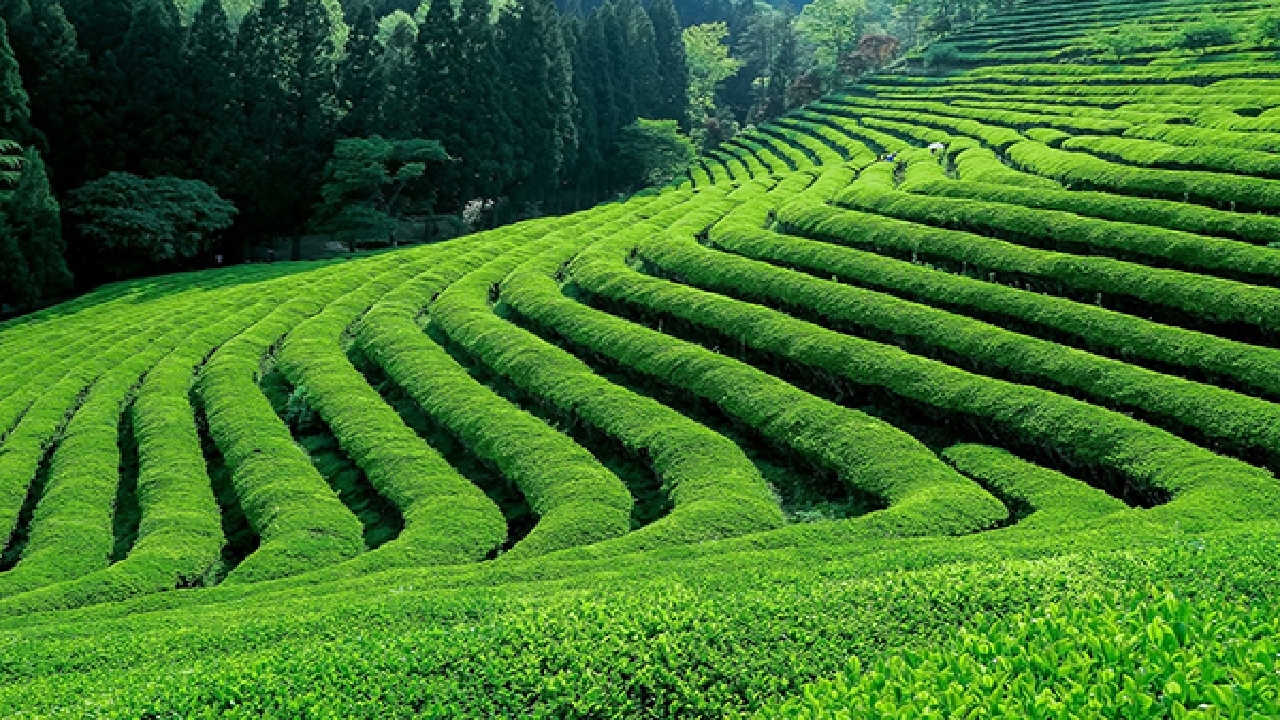 احیای باغات رها شده چای درگیلان