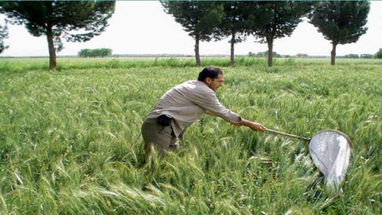 مبارزه علیه آفت سن گندم در ابرکوه