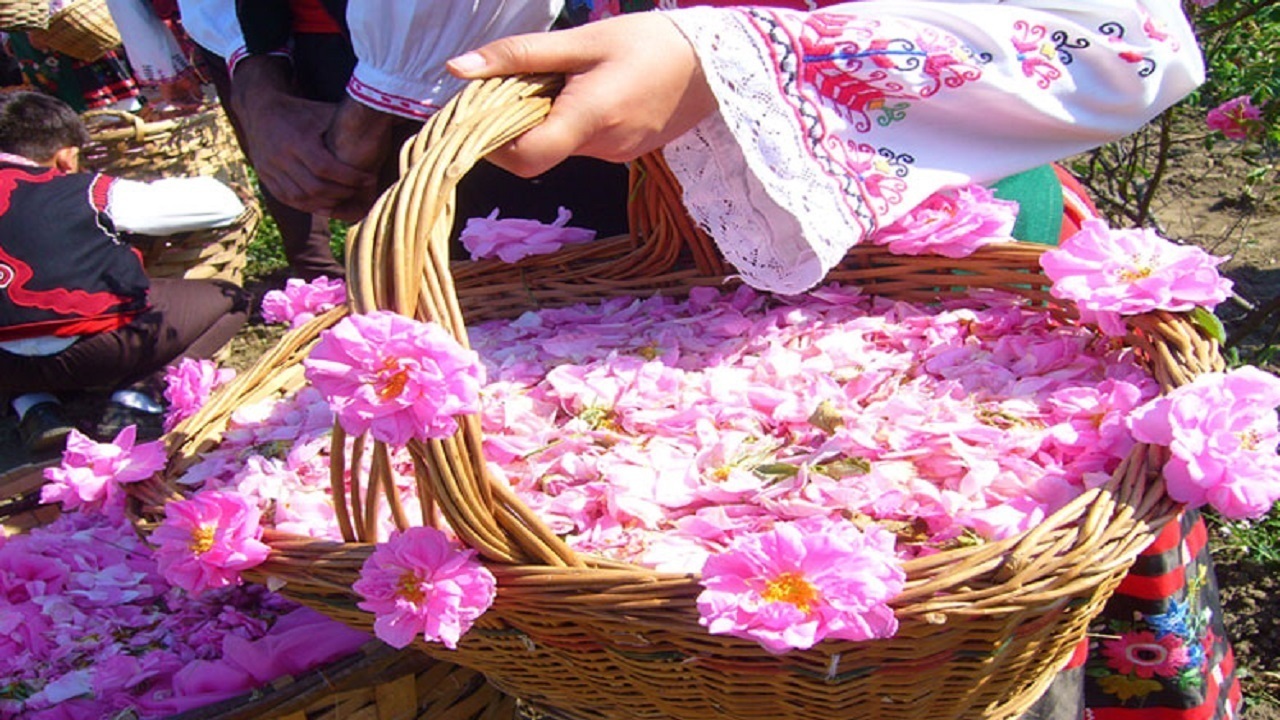 برپایی سومین جشنواره نذر گلاب اهدایی به حرمین عسکریین (ع) در کلاته رودبار + فیلم