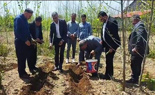 کشت نیشکر در صومعهسرا آغاز شد کشت نیشکر در صومعهسرا آغاز شد