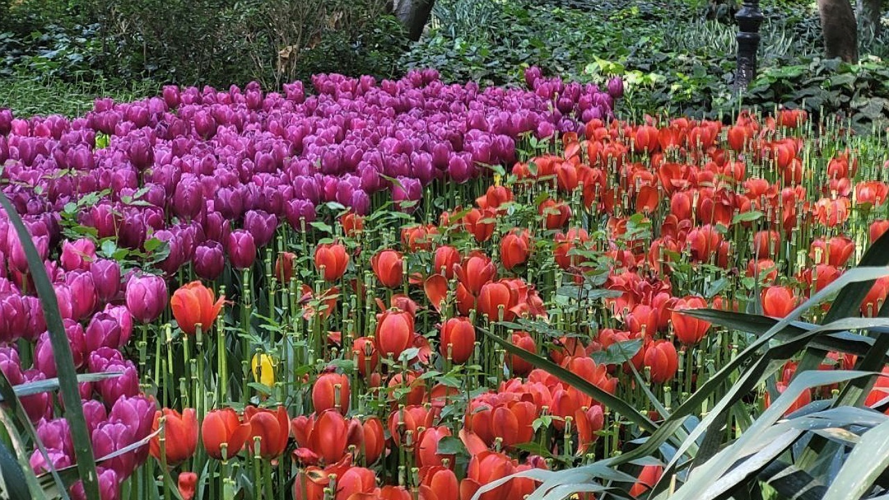 کاشت ۲۵۰۰۰۰ شاخه گل لاله در باغ ایرانی