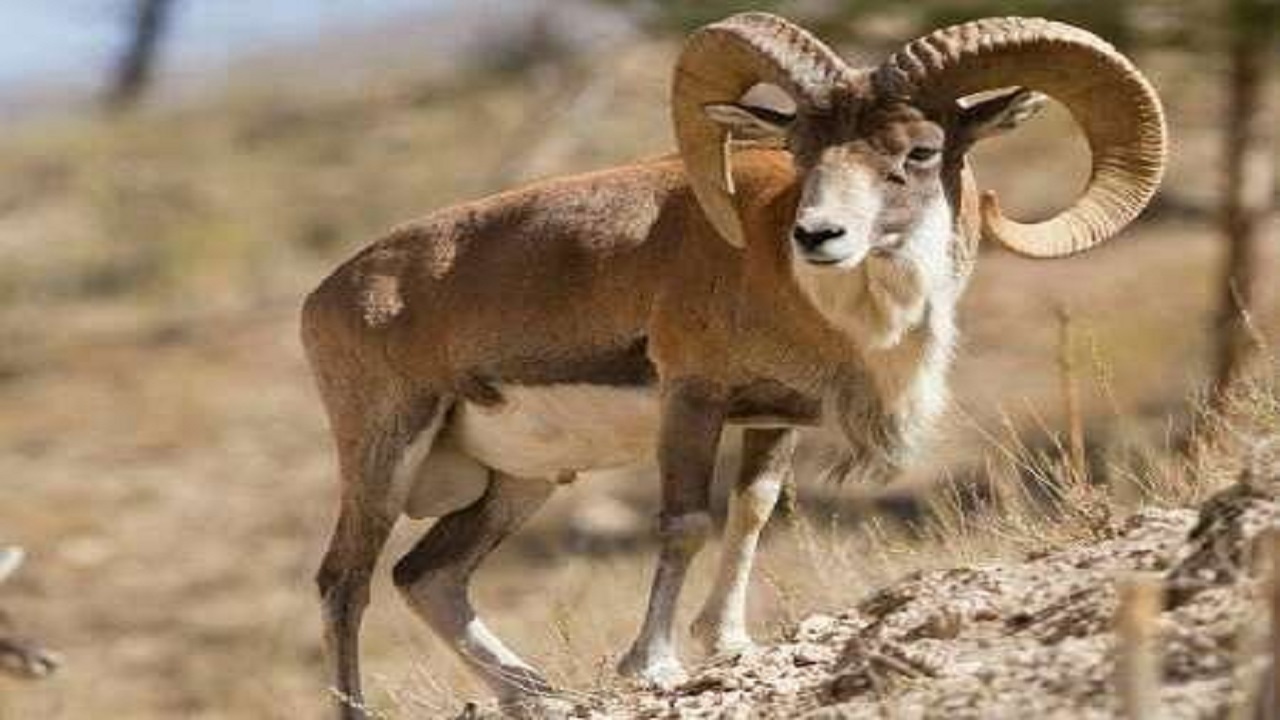 تلف شدن ده‌ها راس بره آهو بر اثر سیل و تگرگ در میاندشت جاجرم