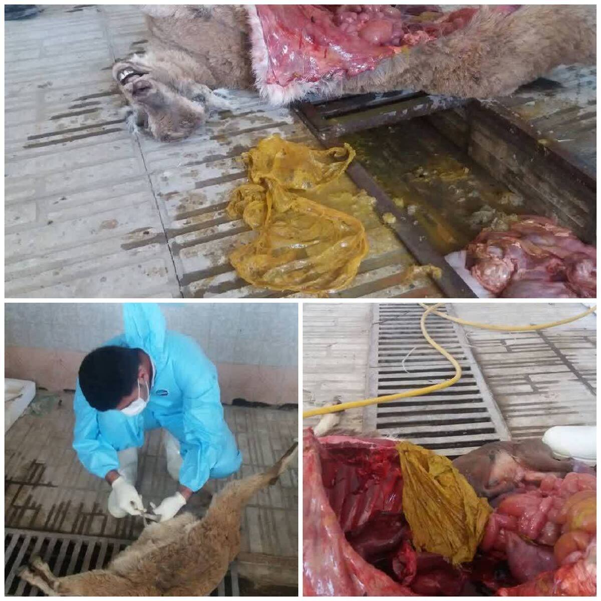 کیسه&zwnj; پلاستیکی بلای جان بز وحشی شد