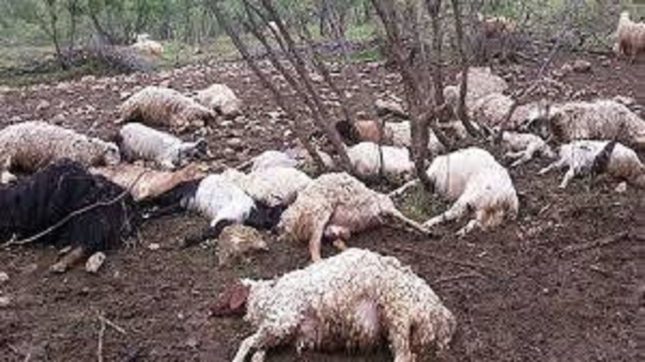 غرق شدن یک گله گوسفند در سیل خراسان رضوی + فیلم
