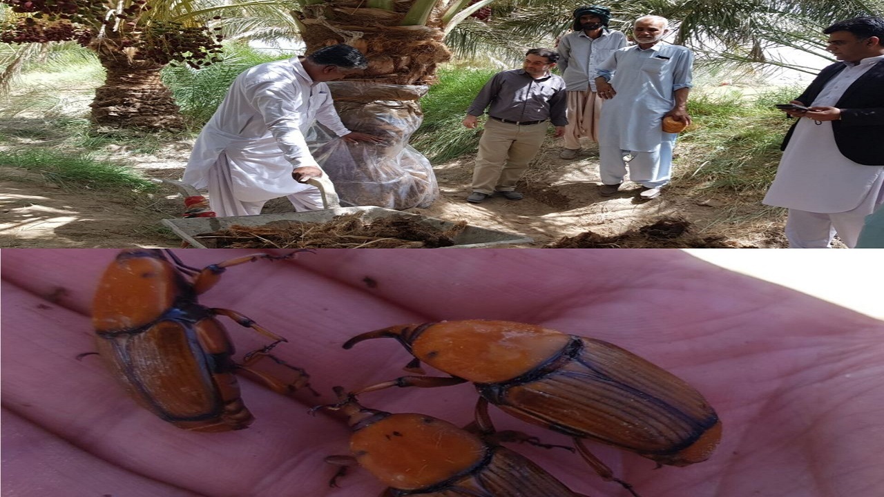 مبارزه با آفت سوسک سرخرطومی خرما در بیش از ۷۰۰ هکتار نخیلات زاهدان انجام شد