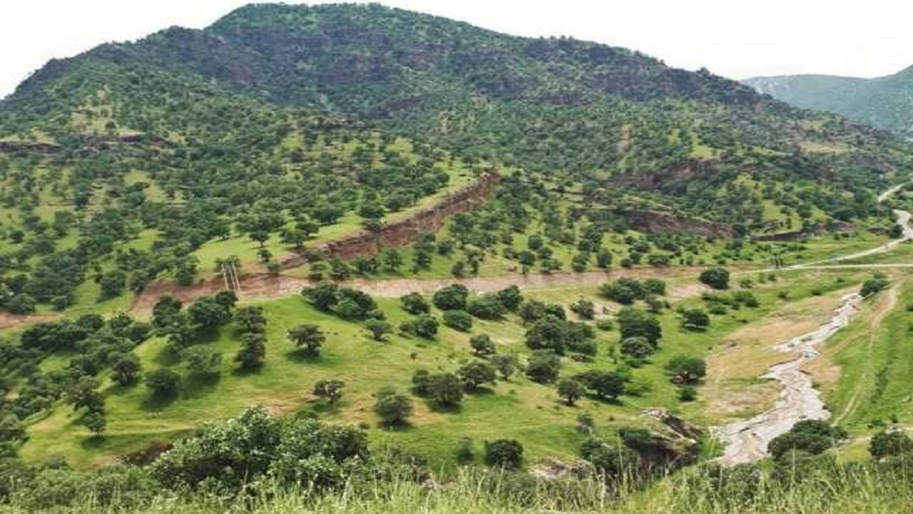 خودنمایی بخشی از جنگل‌های بلوط زاگرس در روستای مله پنجاب + فیلم