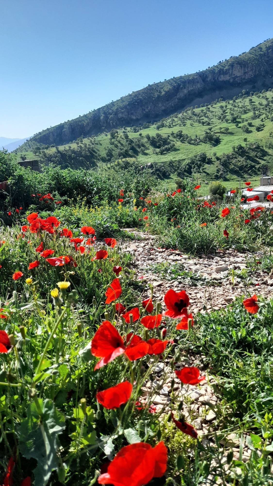 گل های بهاری