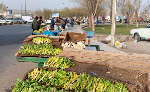 دارویی نهفته در دل طبیعت؛ گنجی که به تاراج می&zwnj;رود