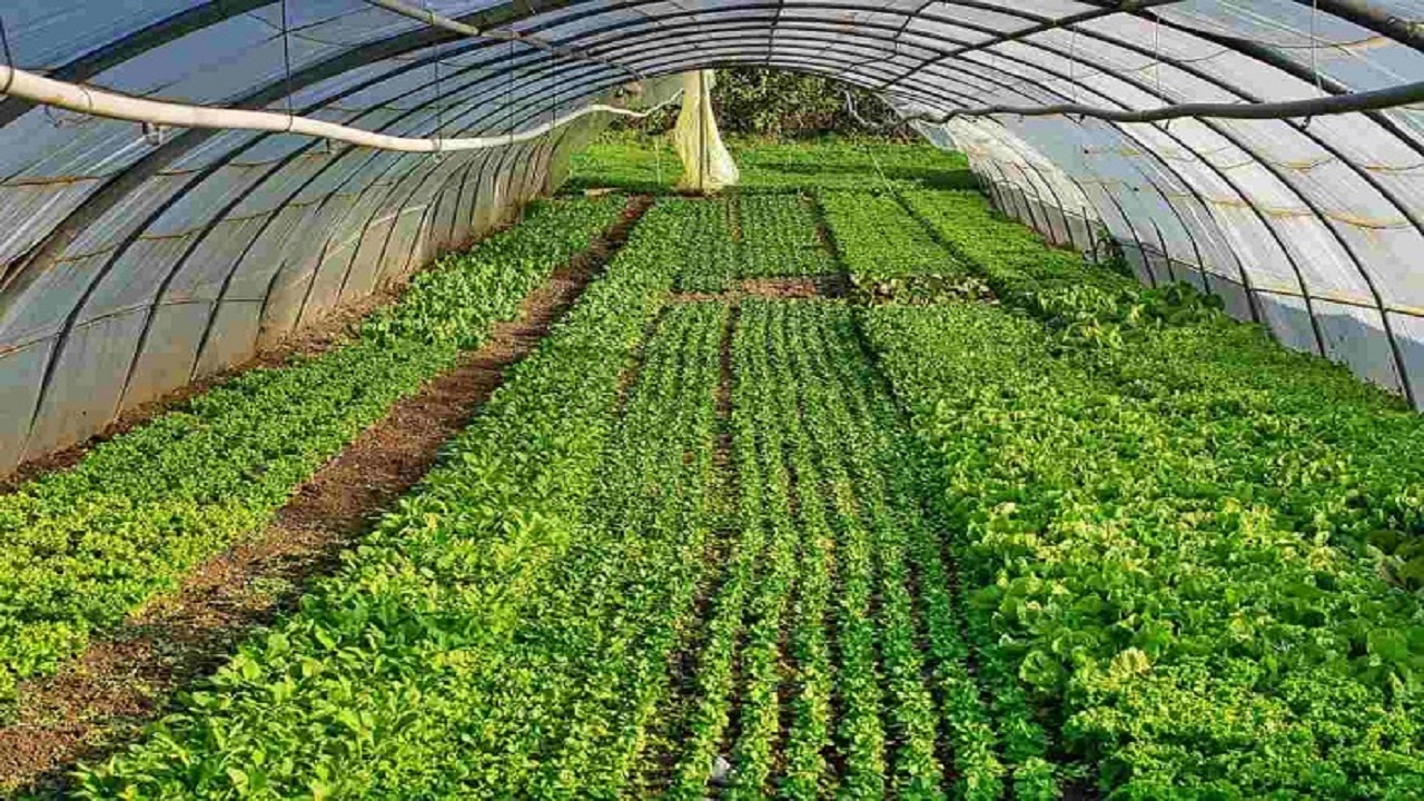 برداشت ۹۶۰ تن سبزیجات برگی از  گلخانه‌های خراسان جنوبی