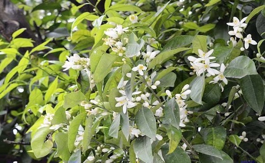 جشنواره بهار نارنج کومله برگزار می&zwnj;شود