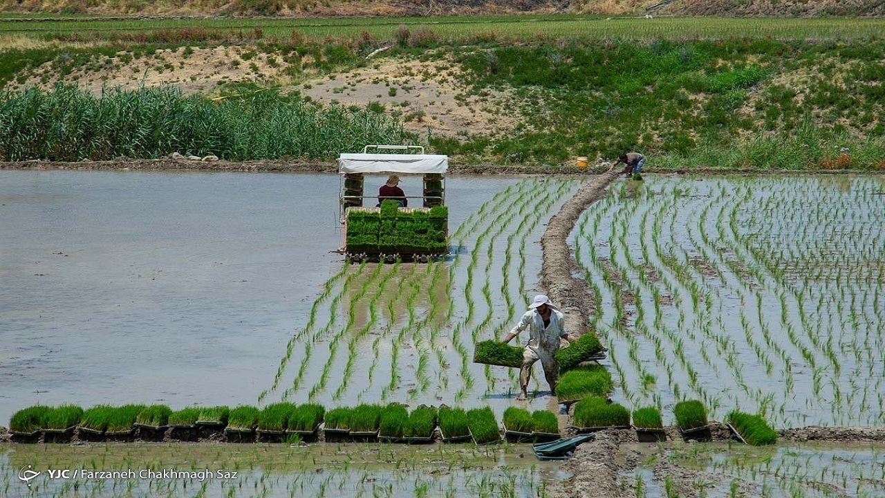 سرانه مصرف برنج به ازای هر ایرانی ۳۵ کیلو است