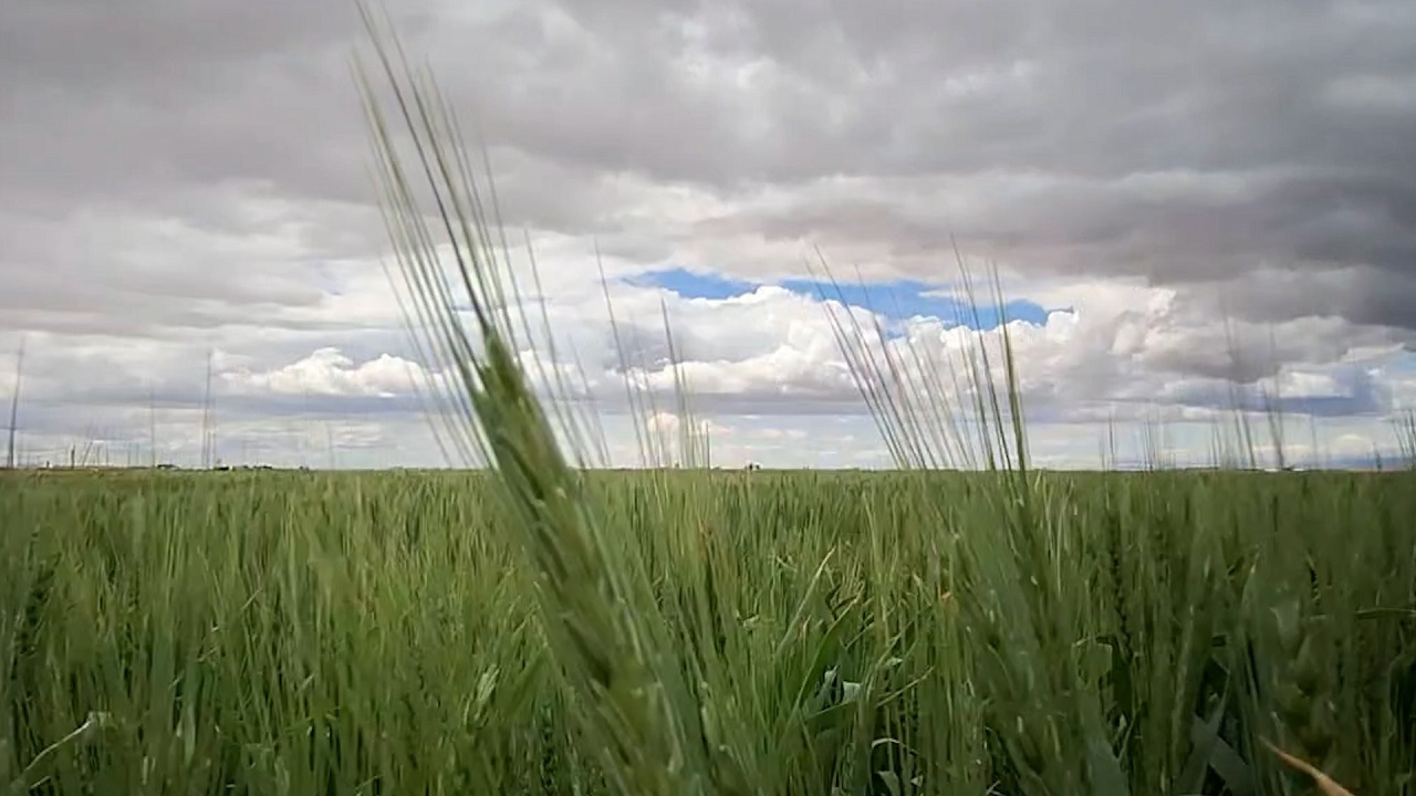 طبیعت تماشایی گندم‌زار‌های شرق اصفهان