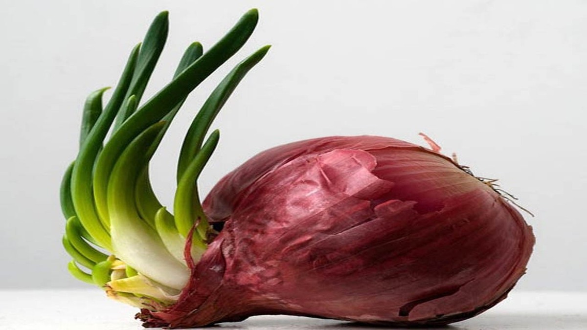 باشگاه خبرنگاران -ترفندی برای جلوگیری از جوانه زدن سیر و پیاز