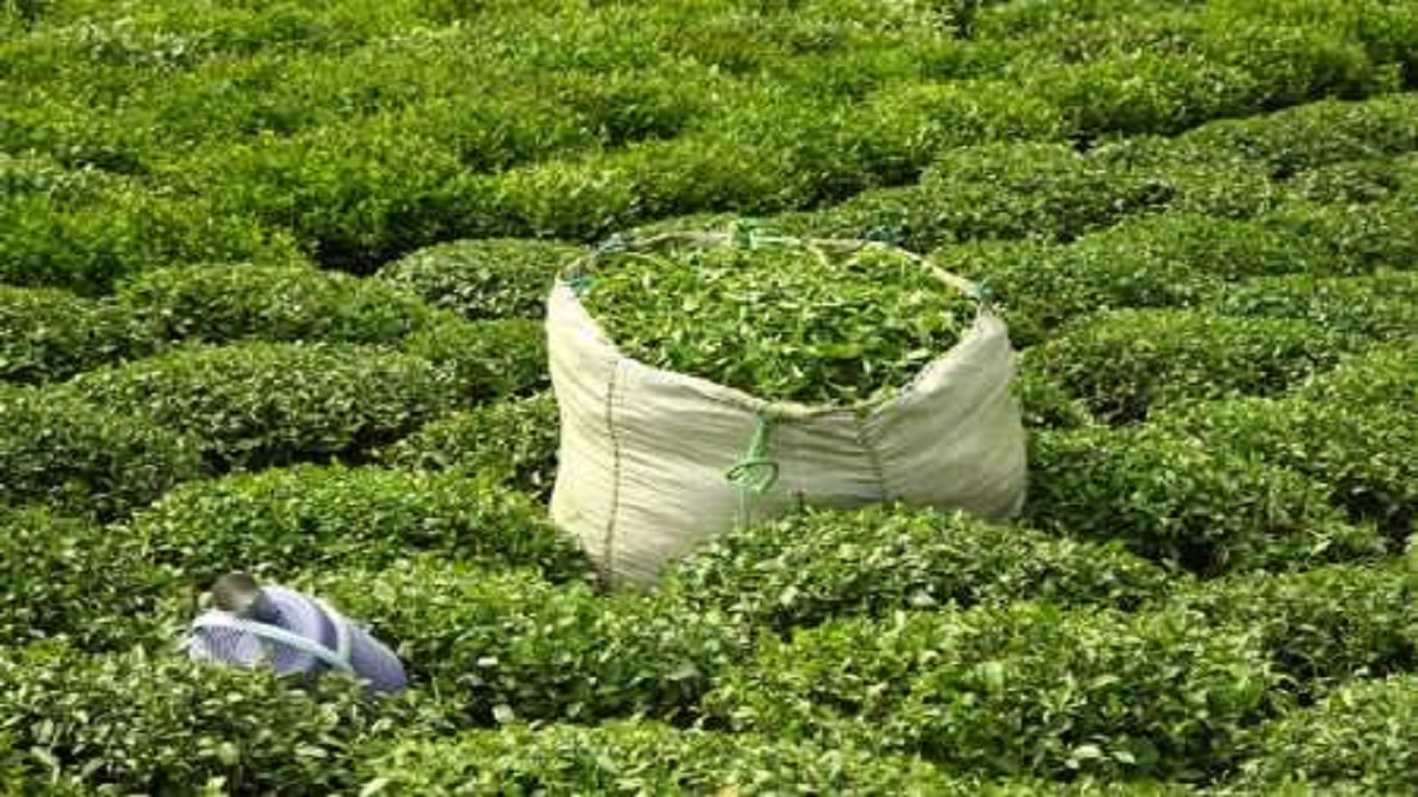تولید برگ سبز چای به ۱۴۵ هزارتن می رسد