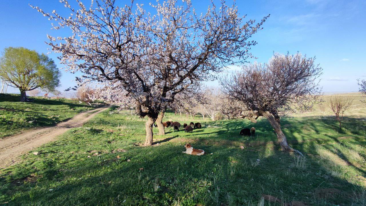 درختان سرسبز روستای توآباد درختان سرسبز روستای توآباد