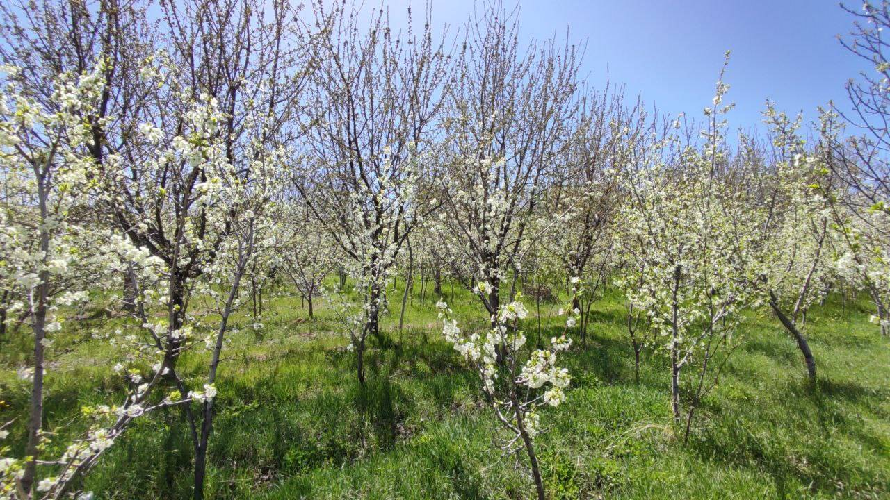 شکوفا شدن درختان در روستای توآباد شکوفا شدن درختان در روستای توآباد