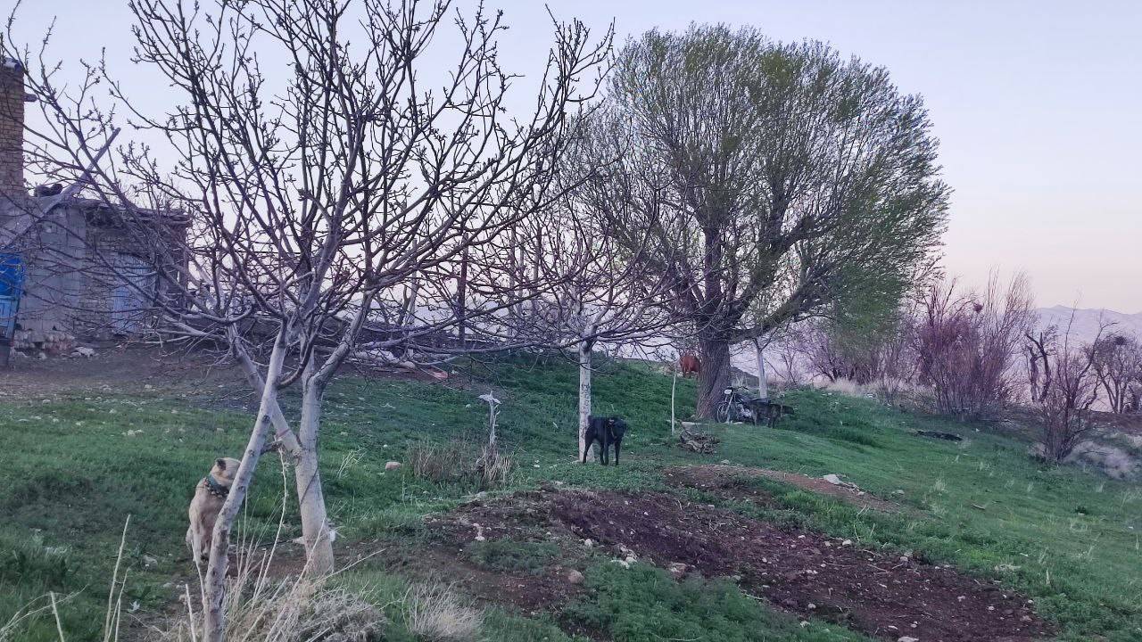 طبیعت روستایی طبیعت روستایی
