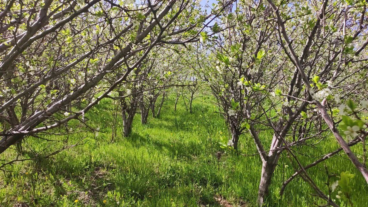 طبیعت بهاری روستای توآباد طبیعت بهاری روستای توآباد