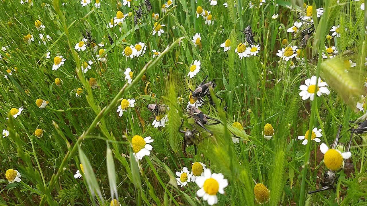 هجوم ملخ ها به مزارع روستای لندی منطقه میانکوه