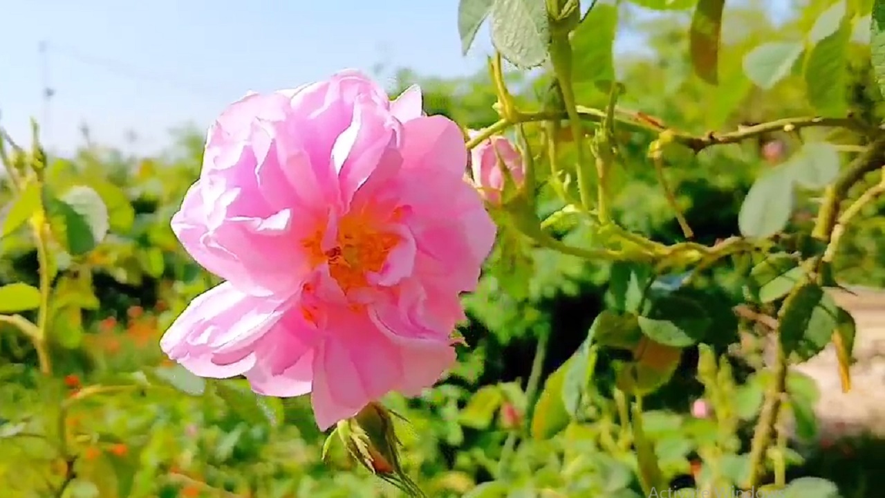 آغاز برداشت گل محمدی در بابل + فیلم