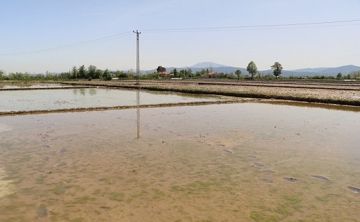 کشت مکانیزه ۷۵ درصد از اراضی شالیزاری شفت