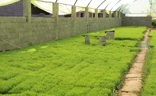 کشت مکانیزه ۷۵ درصد از اراضی شالیزاری شفت