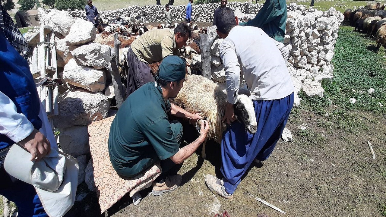 واکسیناسیون ۲۶ هزار رأس دام در مناطق محروم چهارمحال و بختیاری