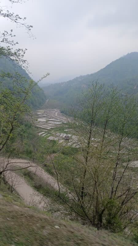 کاشت برنج