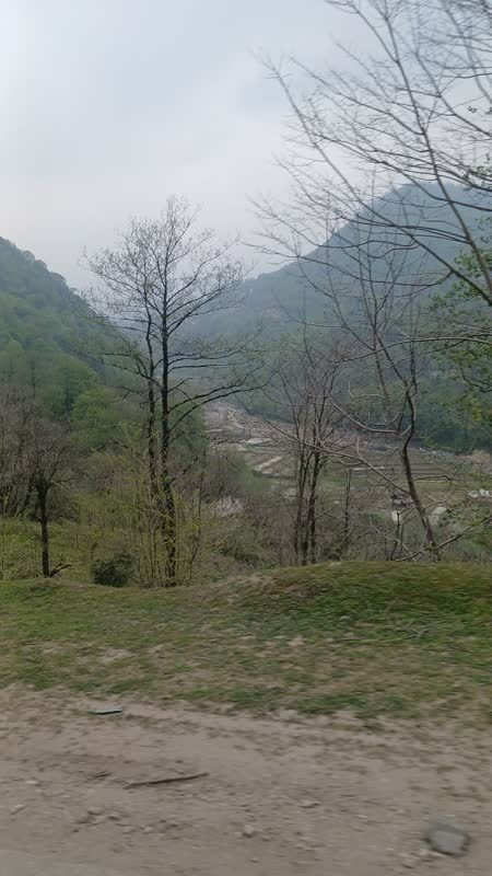 کاشت برنج در بابل