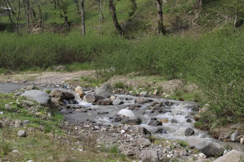 کاشت برنج