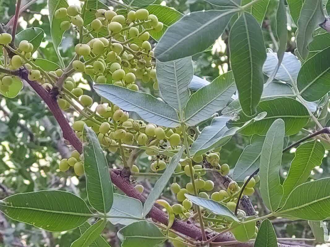 برداشت درختان پسته در روستای الیف