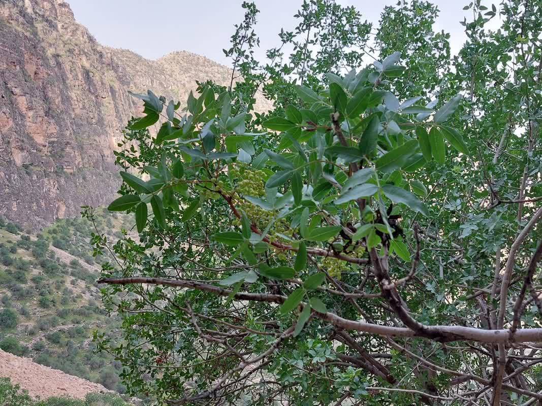 درختان پسته کوهی در روستای الیف