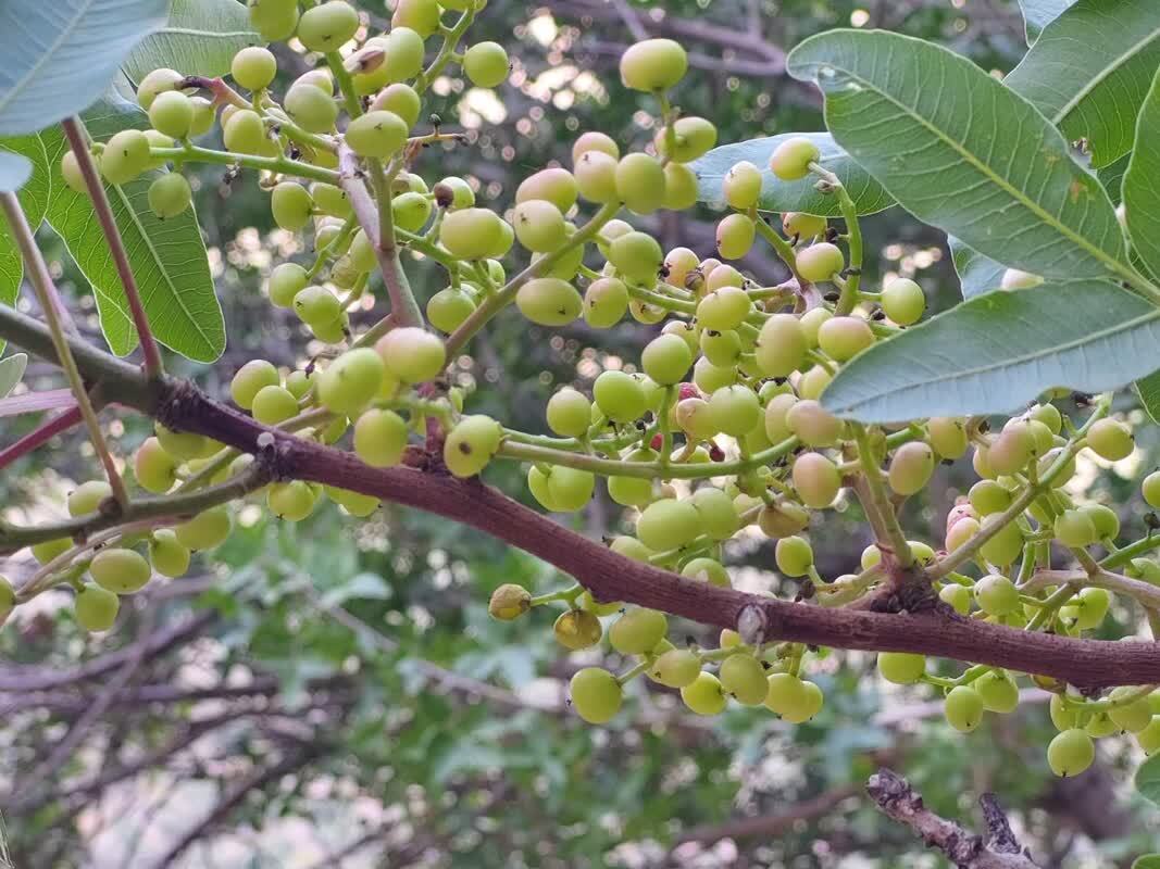 نمایی از درخت پسته در روستای الیف