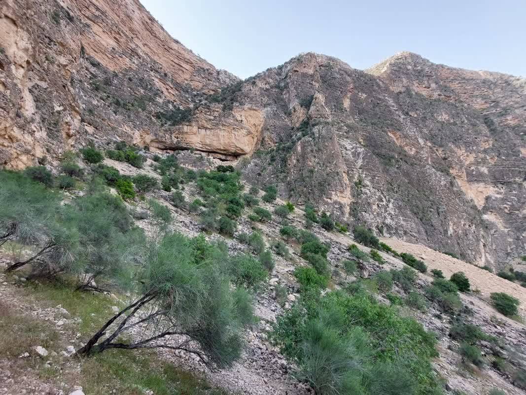 پسته کوهی در روستای الیف