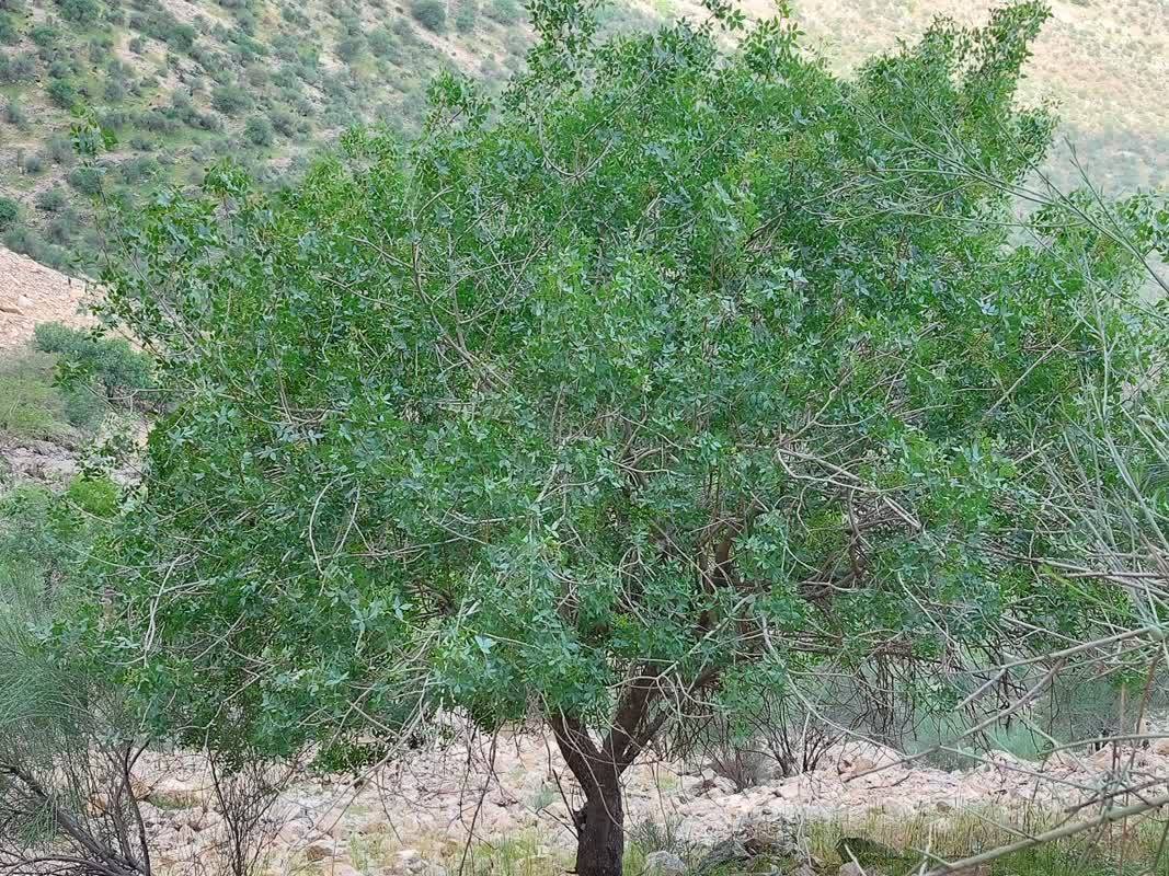 برداشت پسته کوهی در روستای الیف