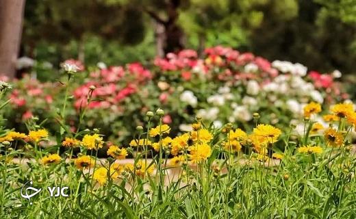 طبیعت قم در اردیبهشت زیبا
