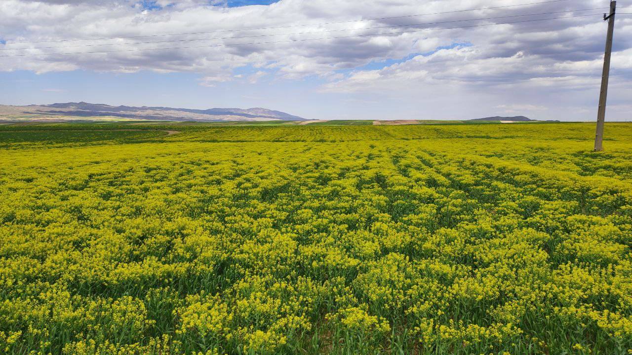 نمای سرسبزی از طبیعت روستای توآباد