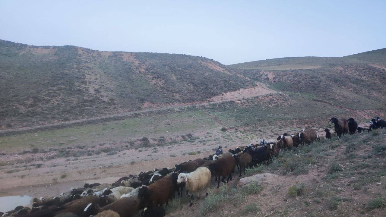 نمایی از چرای دامها در روستای گردشگری توآباد
