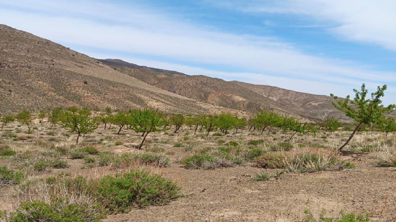کاشت درخت در بیابان‌های روستای گلتوت به همت یک حامی طبیعت + فیلم