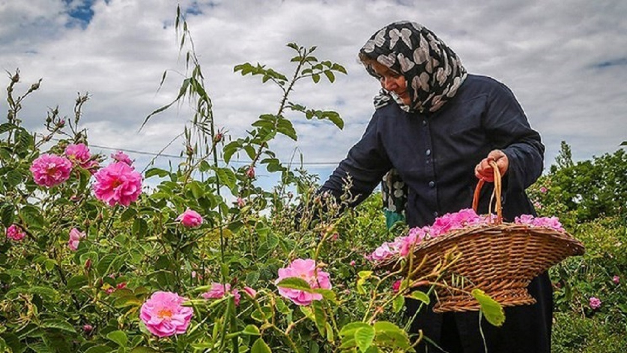 پیش بینی برداشت ۱۰۰ تن گل محمدی از مزارع فارسان