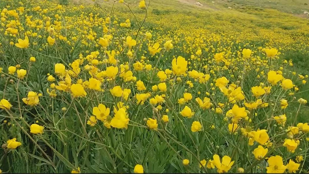 خودنمایی دشت گل‌های بهاری در سمیرم + فیلم