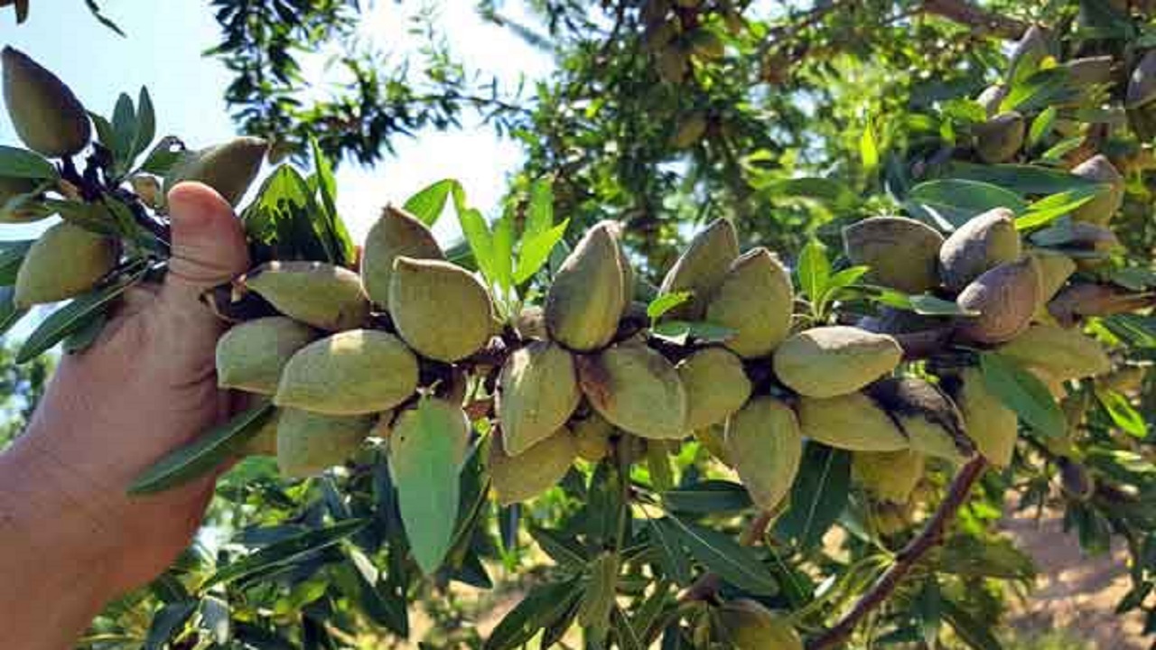 نمایی از باغ‌های بادام در روستای اوزون دره + فیلم