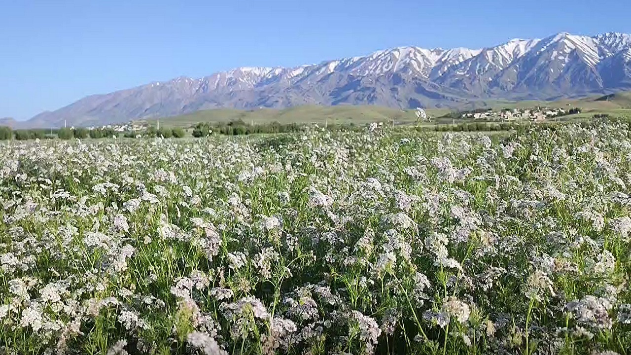 نگاهی به مزارع گشنیز در روستای تکه + فیلم