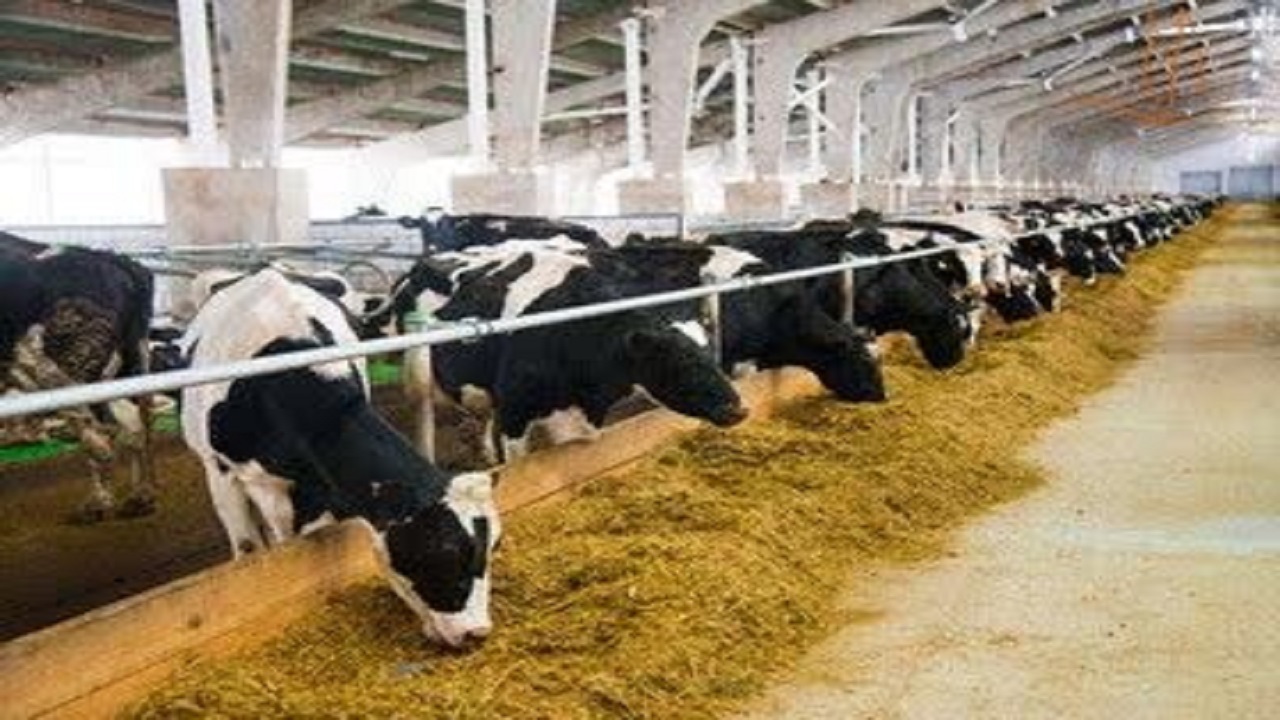 استفاده از پسماند‌های کارخانجات مواد غذایی در تغذیه دام‌ها